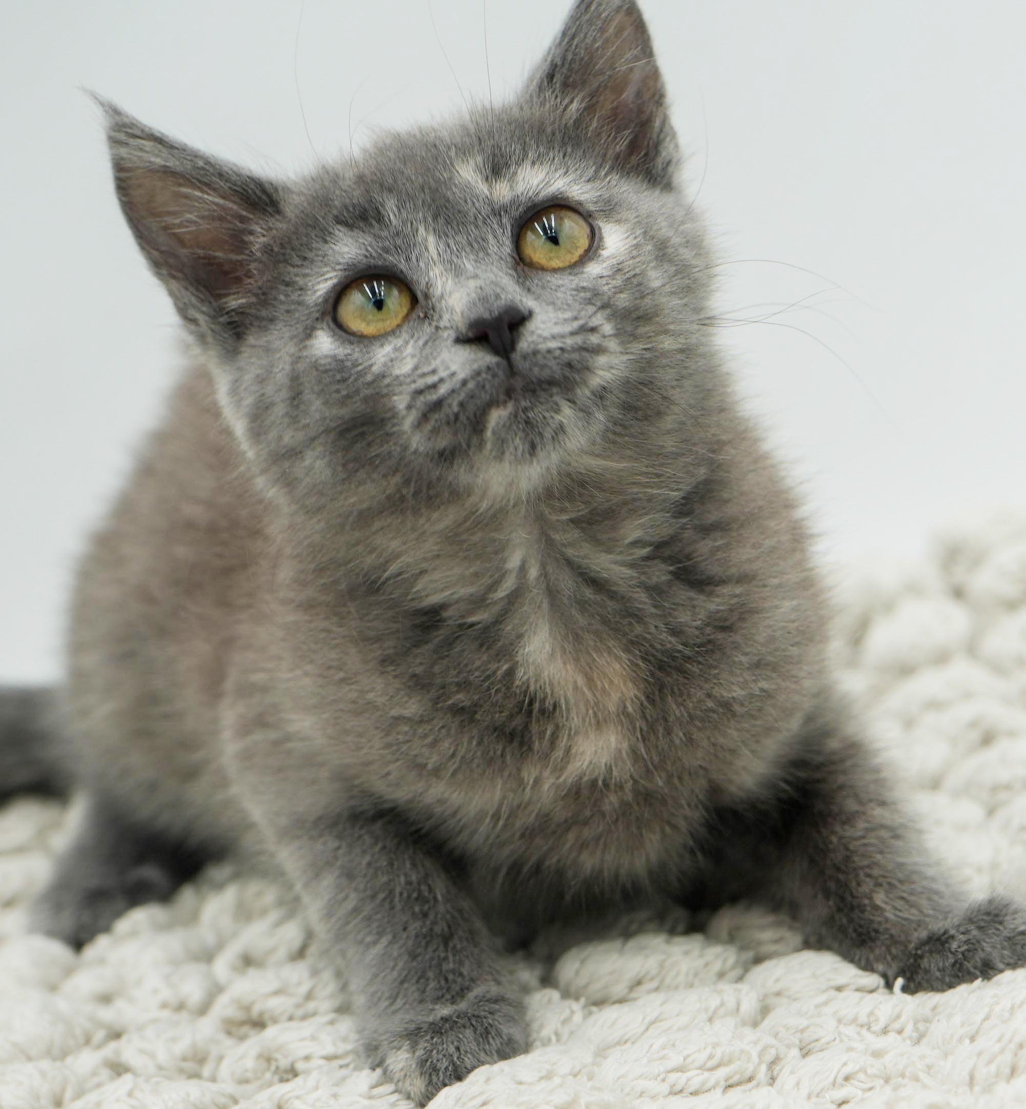 Zayley Will Rock Your thumbnail 6