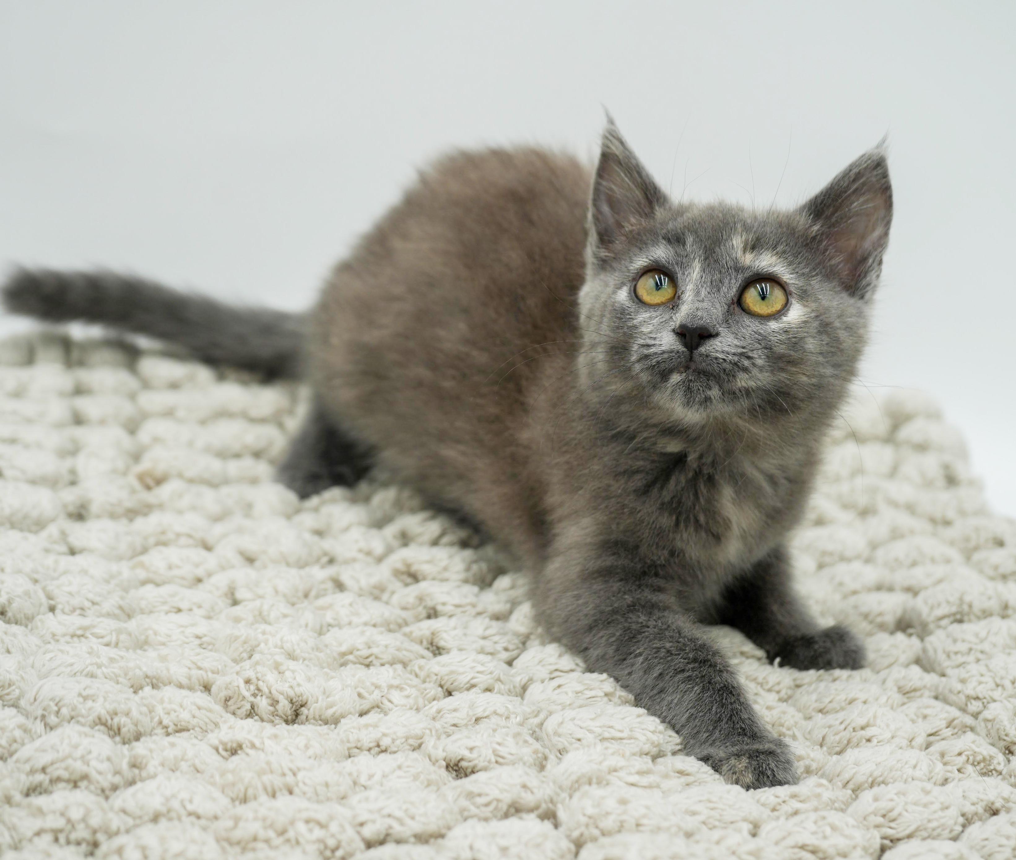 Zayley Will Rock Your thumbnail 7