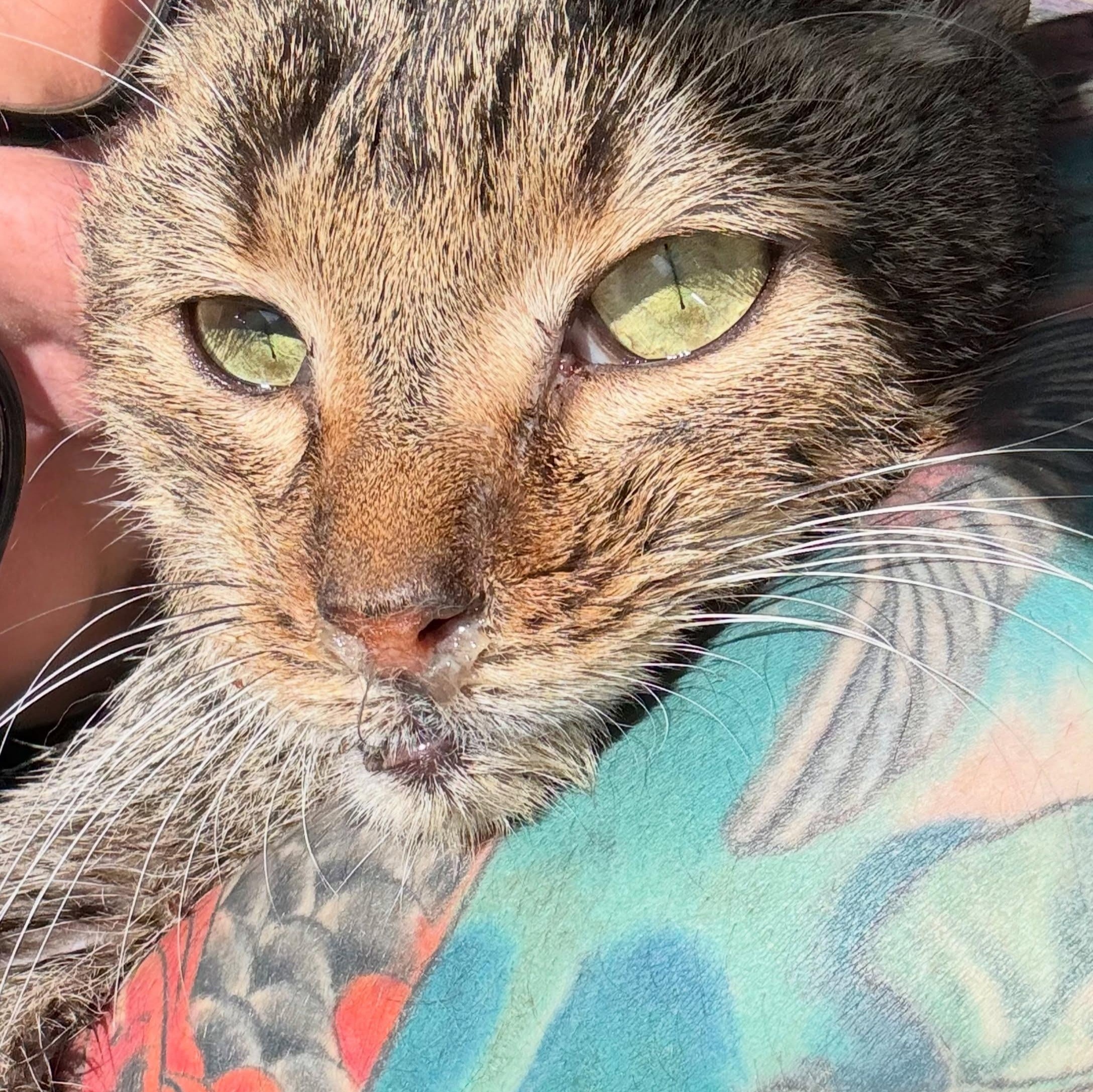 Timothy, a ADOPTABLE Domestic Short Hair in Rochester, NY image 2/5
