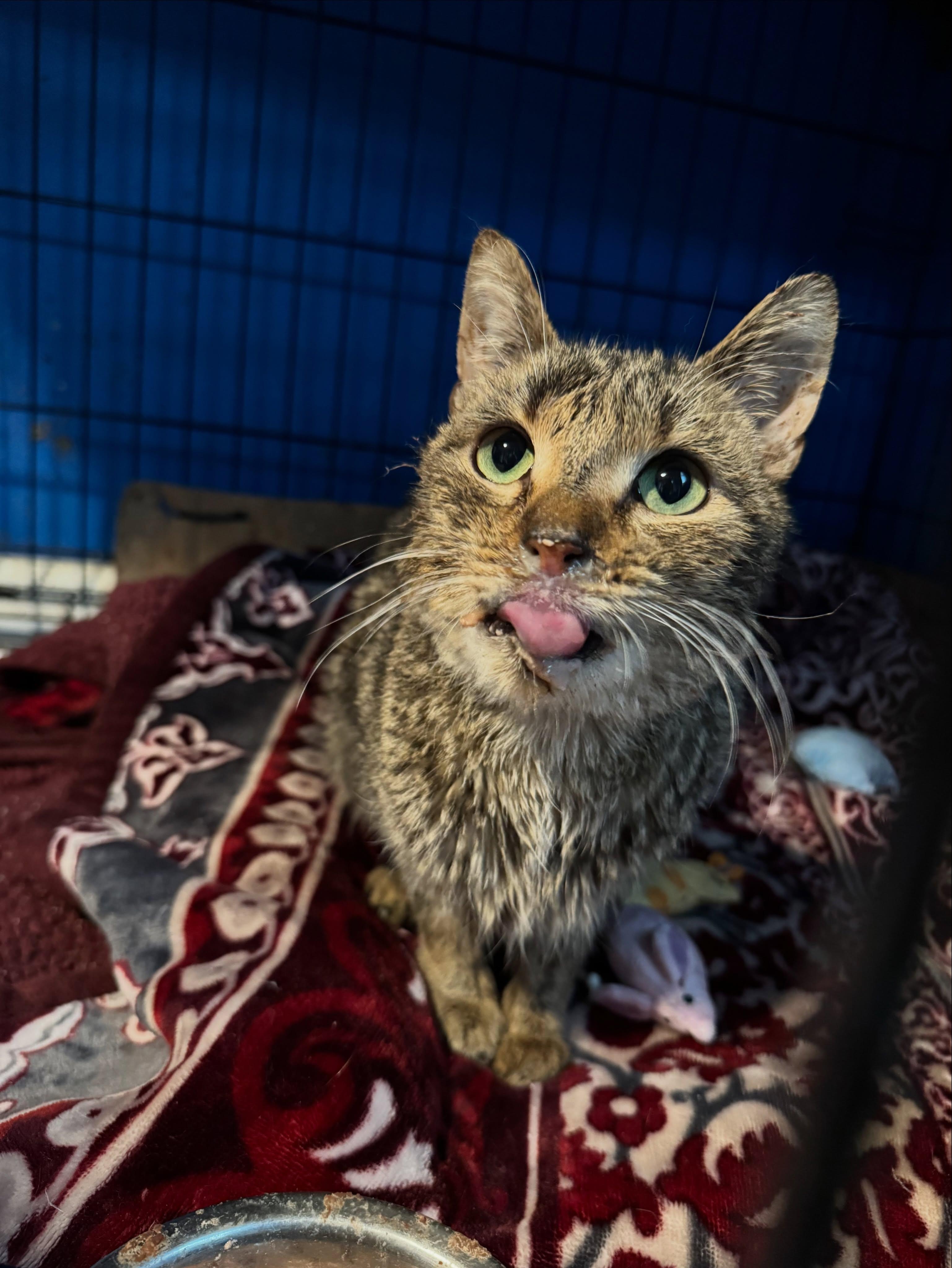 Timothy, a ADOPTABLE Domestic Short Hair in Rochester, NY image 5/5