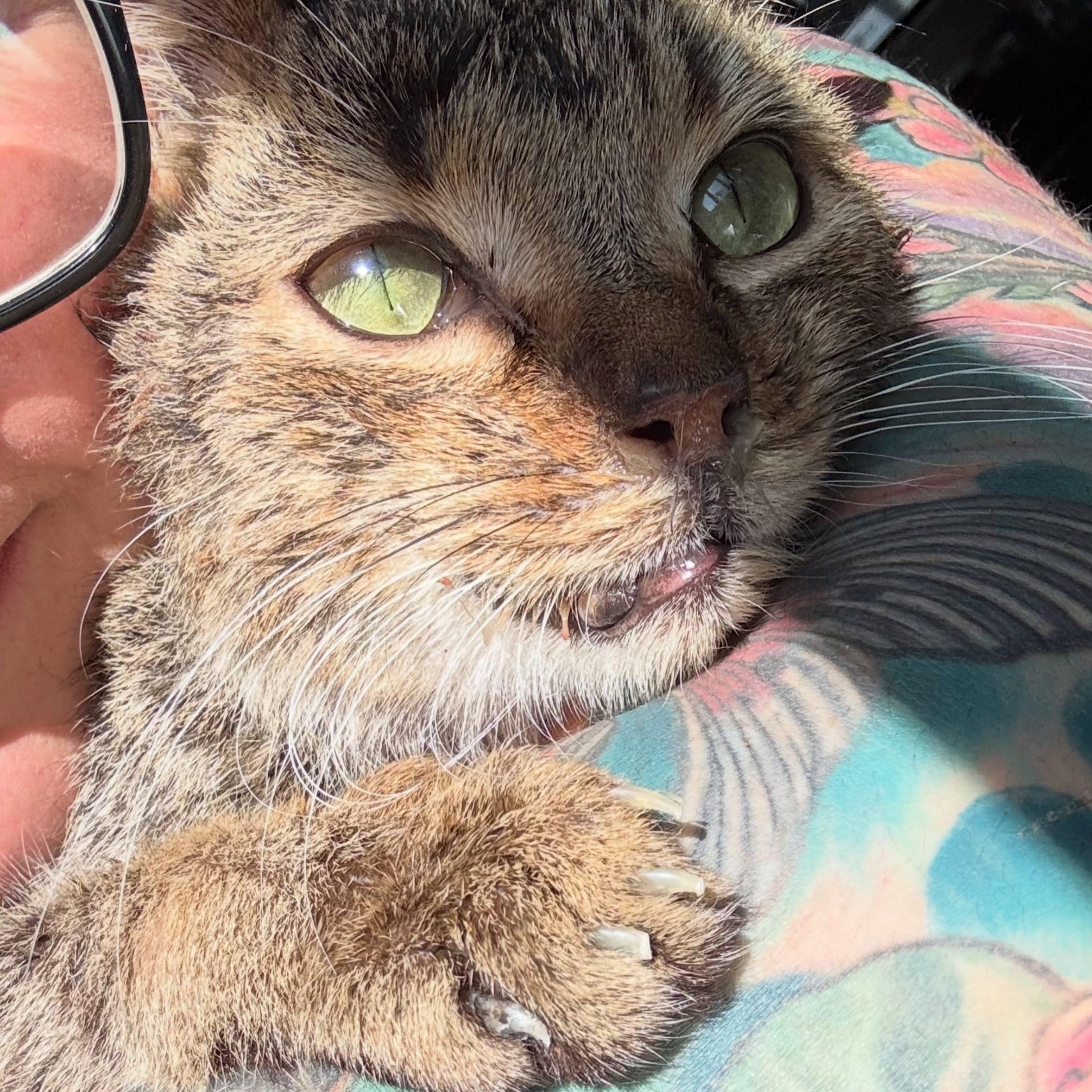 Timothy, ADOPTABLE, Adult Male Domestic Short Hair.