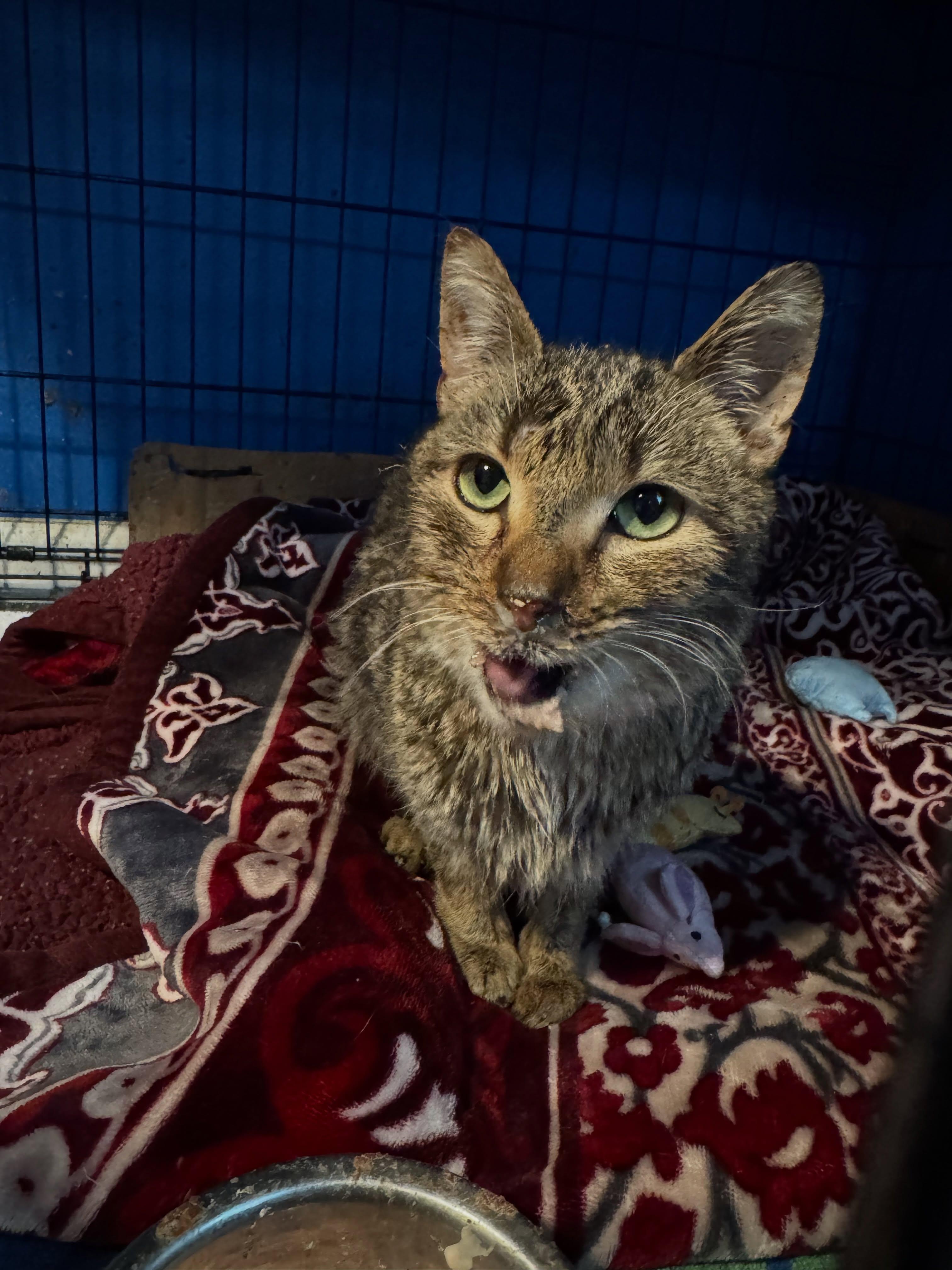 Timothy, a ADOPTABLE Domestic Short Hair in Rochester, NY image 4/5