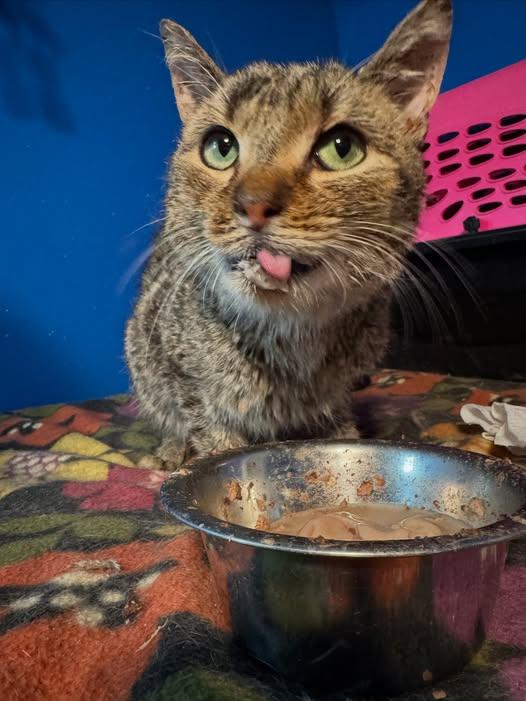 Timothy, a ADOPTABLE Domestic Short Hair in Rochester, NY image 3/5