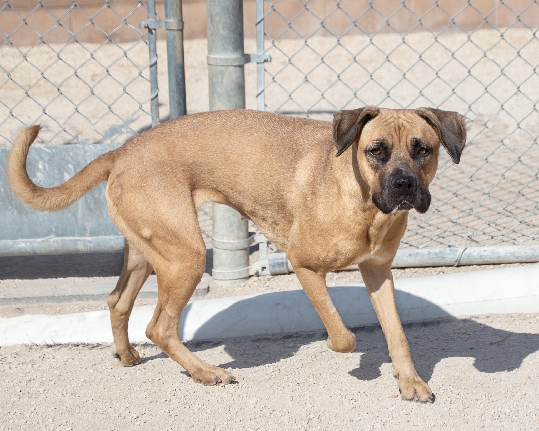 Akira, an adoptable Boxer in Winnipeg, MB, R3E 3N8 | Photo Image 2