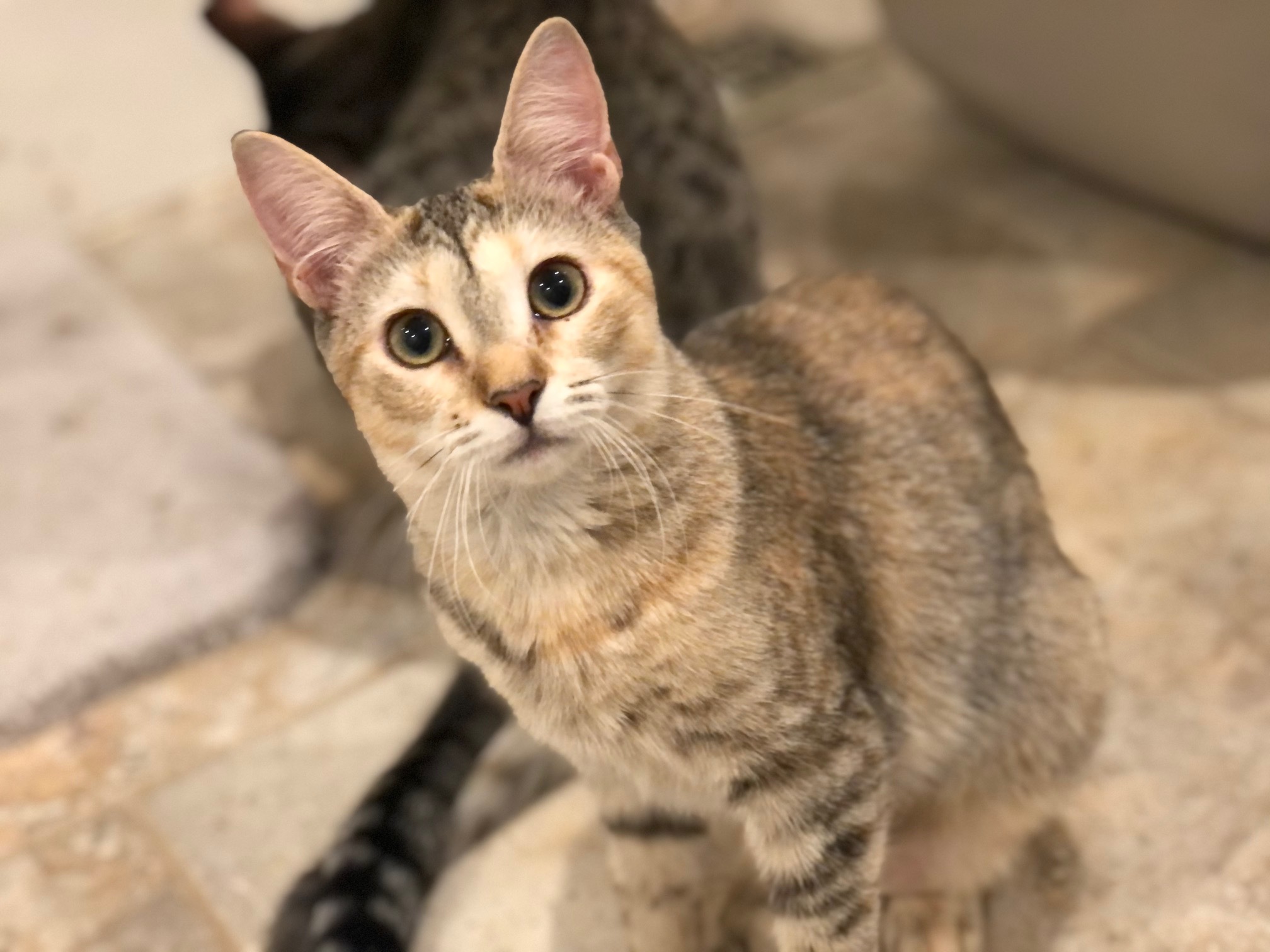 Enlarge Ava, a Adoptable Domestic Short Hair in Apex, NC image 1/1