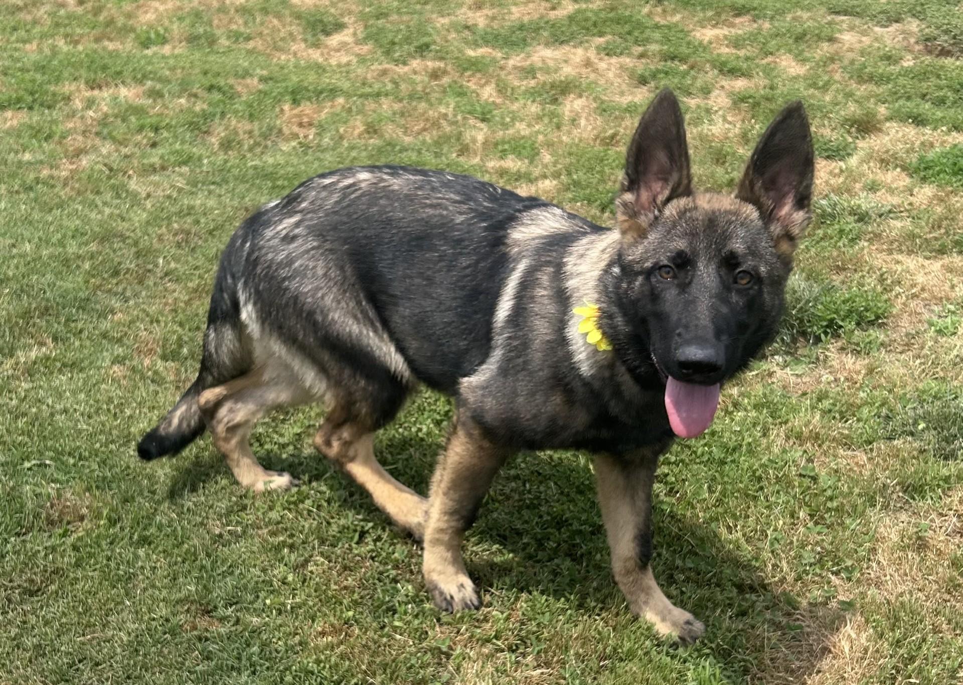Xena, an adopted mixed breed in Siloam Springs, AR image 4/5