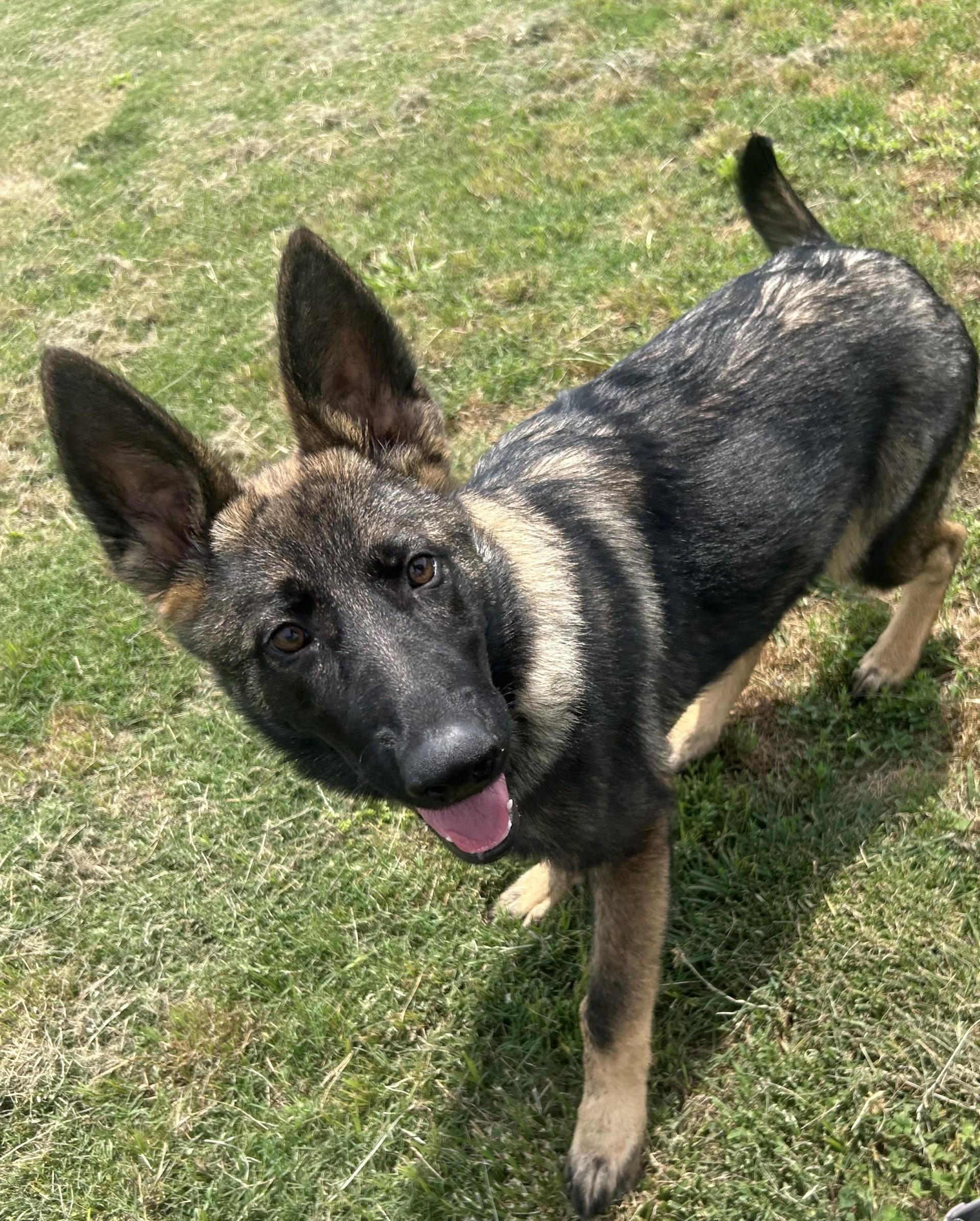 Xena, an adopted mixed breed in Siloam Springs, AR image 5/5