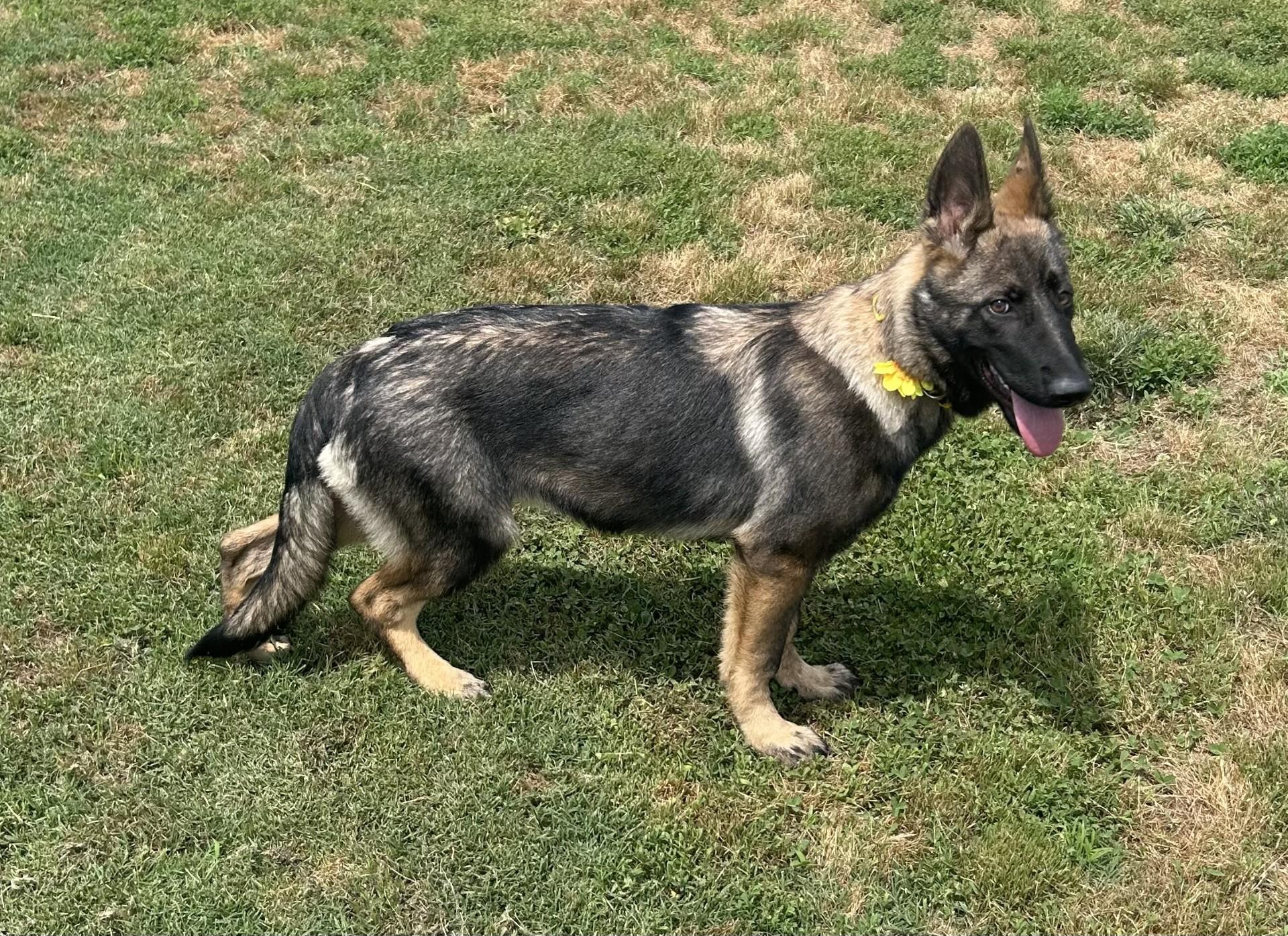 Xena, an adopted mixed breed in Siloam Springs, AR image 2/5