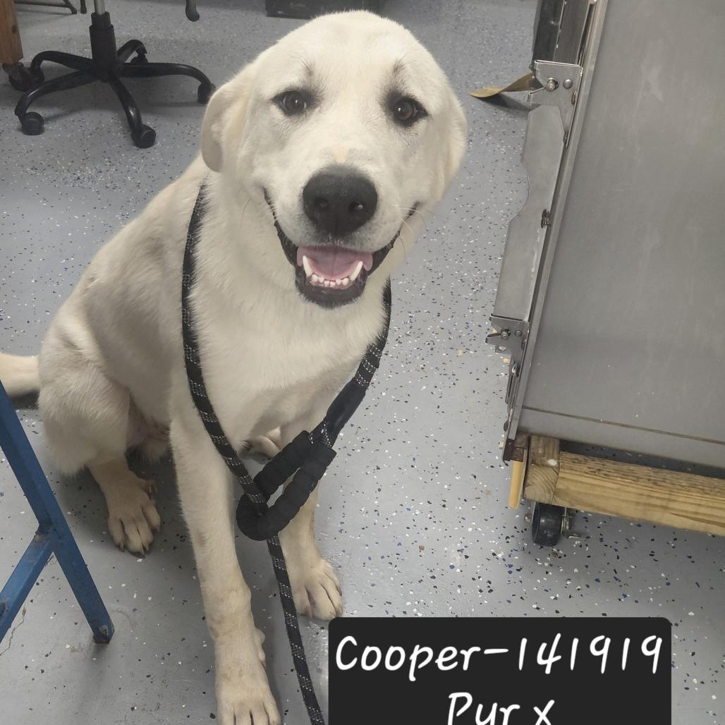 Cooper, Adoptable, Young Male Labrador Retriever & Great Pyrenees.