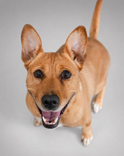 Winnie, Adoptable, Young Female Pit Bull Terrier & Mixed Breed.
