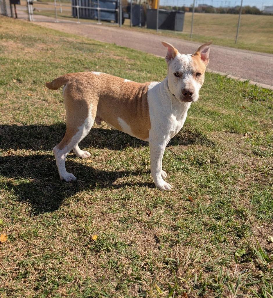 Enlarge Jarvis, a Adoptable Australian Cattle Dog / Blue Heeler in Arlington, TX image 1/4