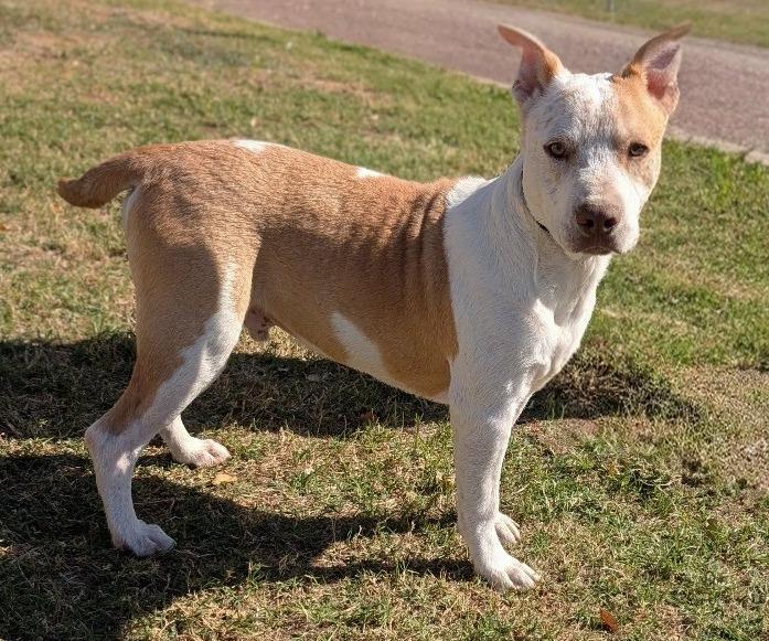 Enlarge Jarvis, a Adoptable Australian Cattle Dog / Blue Heeler in Arlington, TX image 2/4