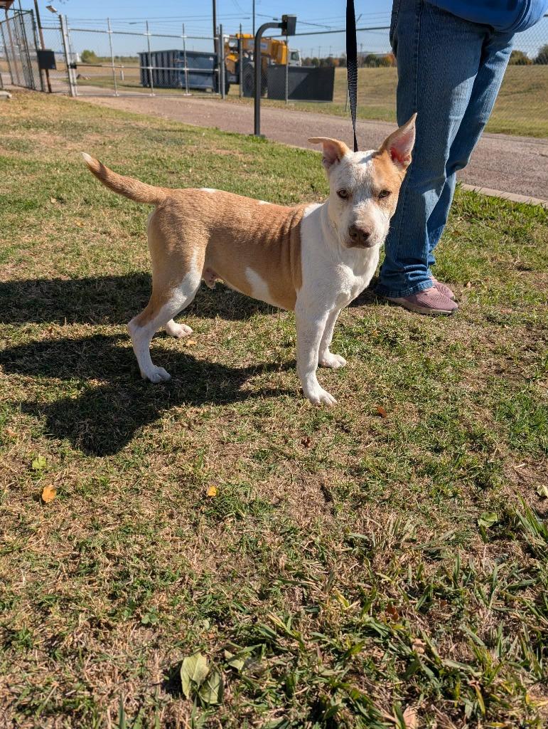Enlarge Jarvis, a Adoptable Australian Cattle Dog / Blue Heeler in Arlington, TX image 3/4