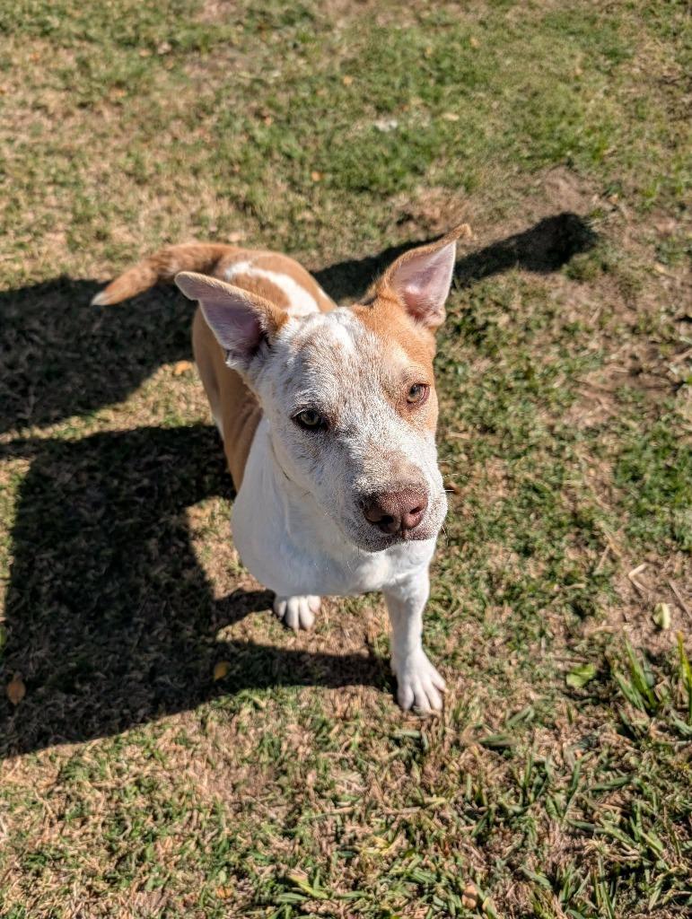 Enlarge Jarvis, a Adoptable Australian Cattle Dog / Blue Heeler in Arlington, TX image 4/4