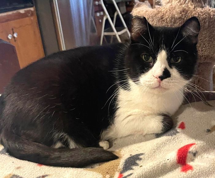 Enlarge Chester, a Adoptable mixed breed in Palo Cedro, CA image 1/1