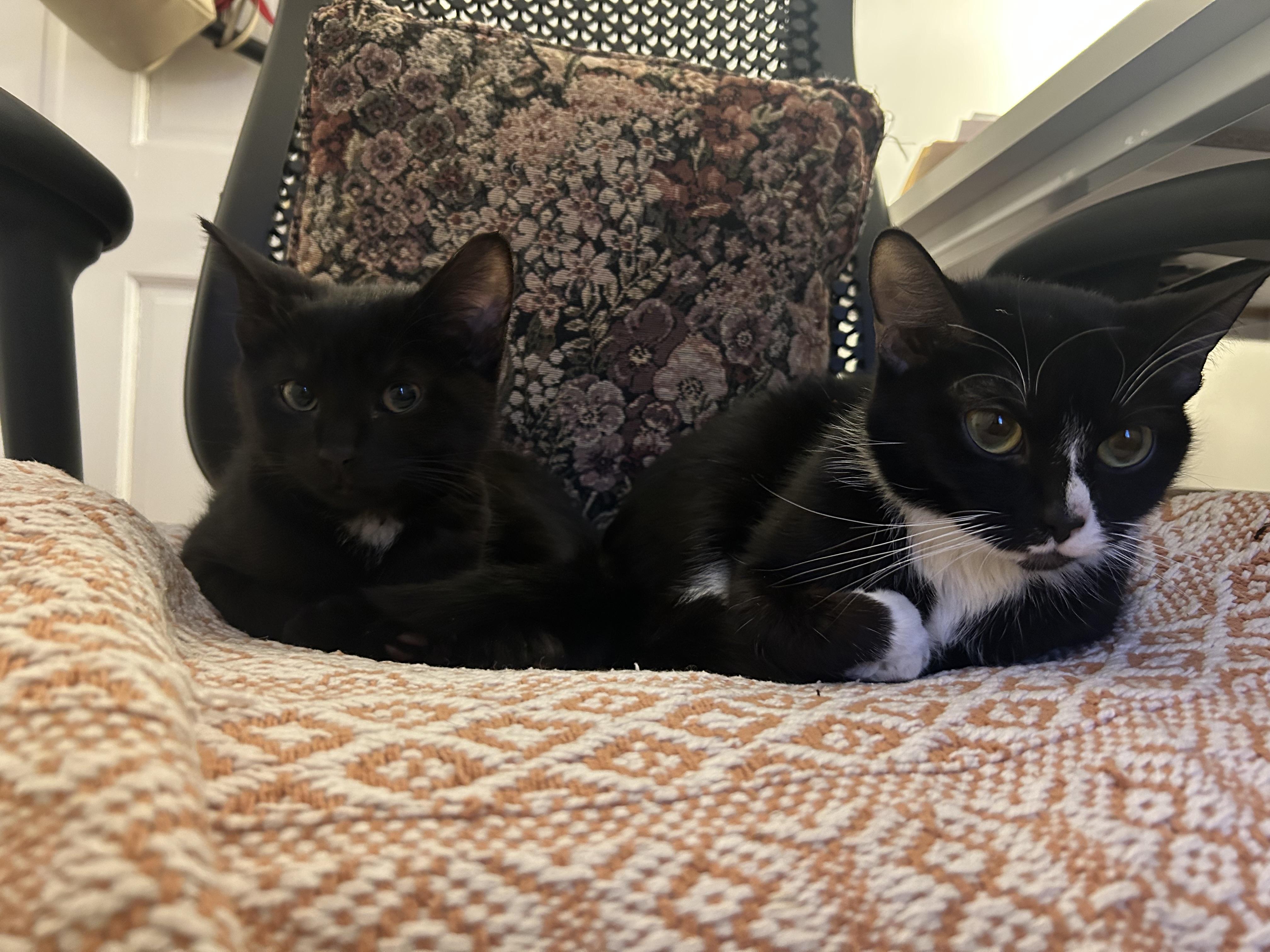 Enlarge Simon, an adopted Domestic Short Hair in Medford, MA image 2/2