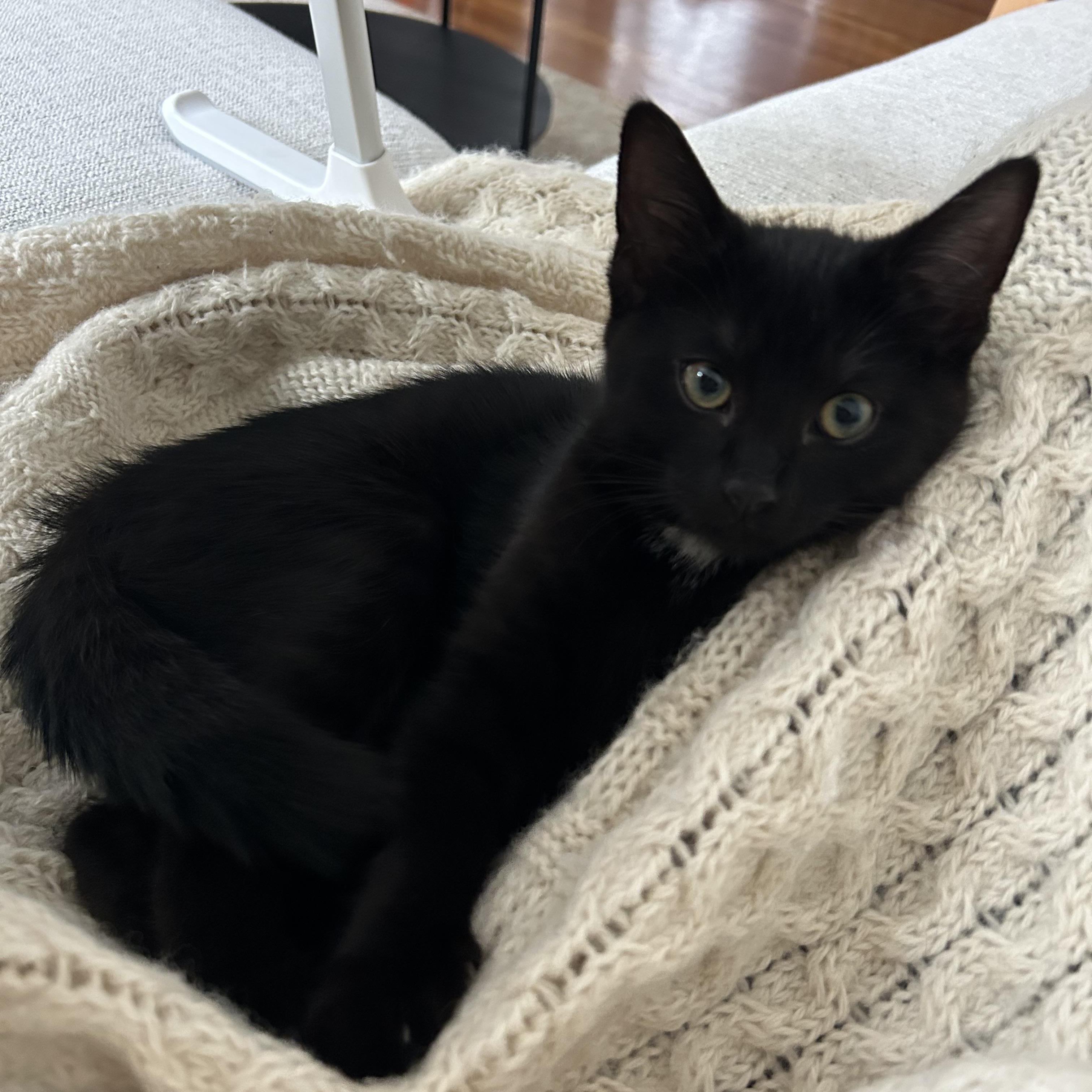 Enlarge Simon, an adopted Domestic Short Hair in Medford, MA image 1/2