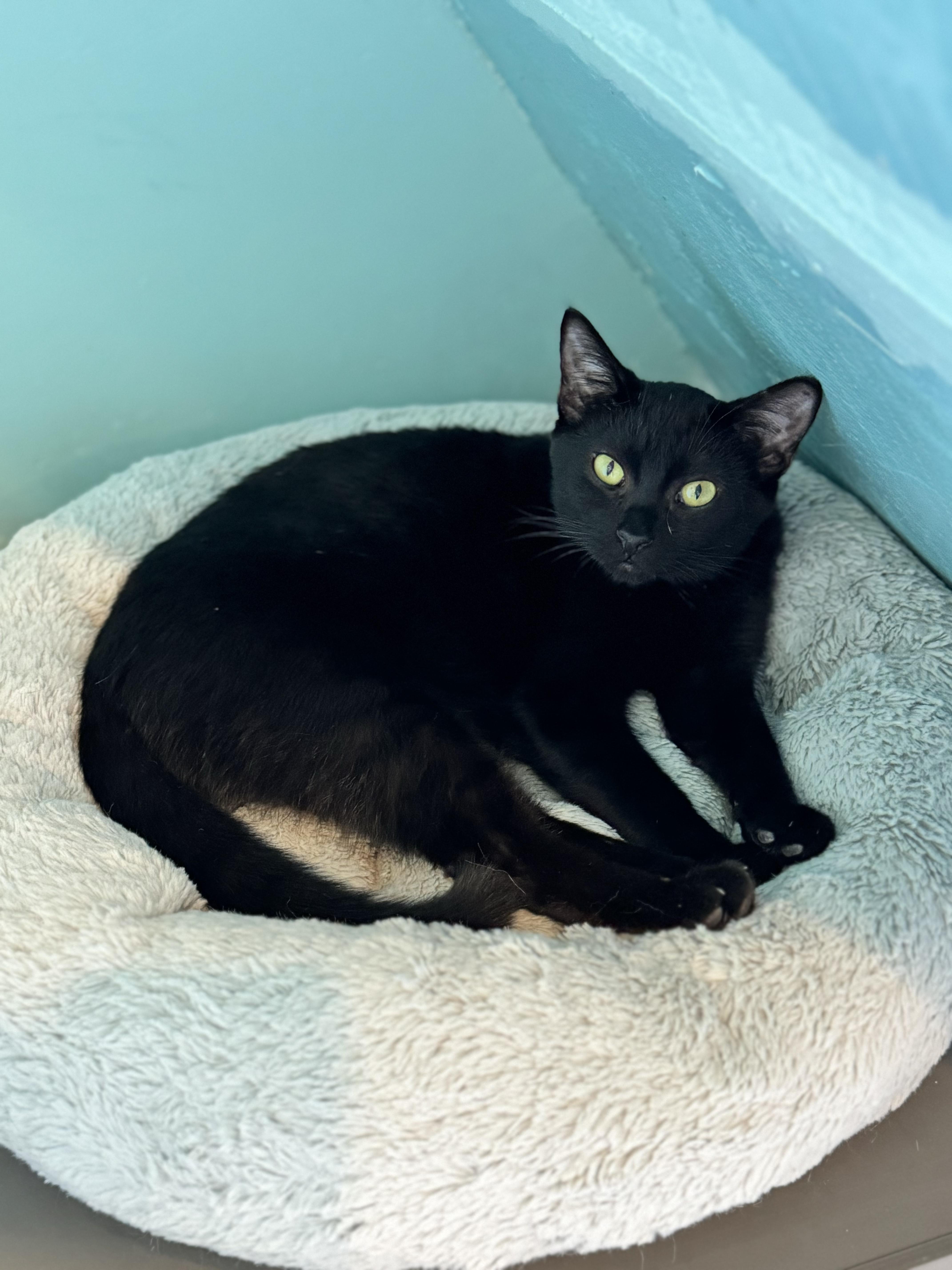 Aaron, Adopted, Adult Male Domestic Short Hair.