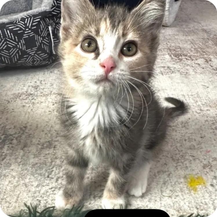 Muffin, adopted, Kitten Female Domestic Short Hair.