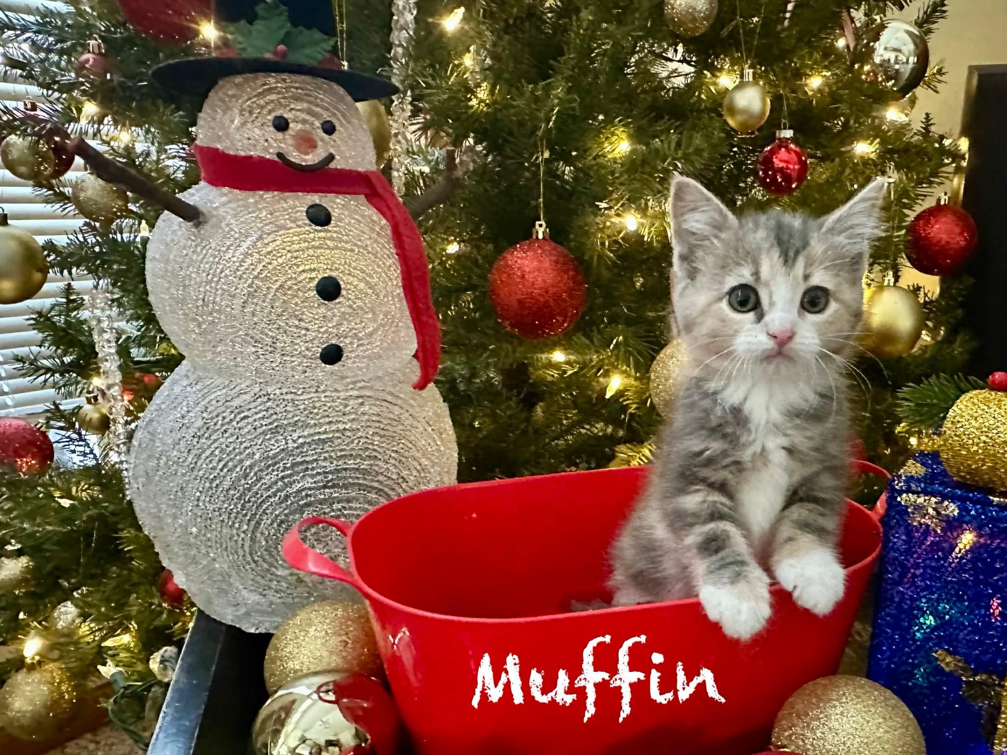 Enlarge Muffin, an adopted Domestic Short Hair in Reeseville, WI image 2/2