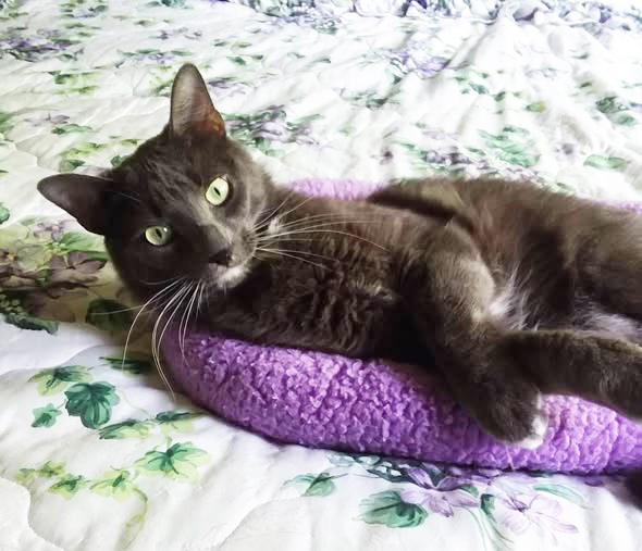 Winston , a ADOPTABLE mixed breed in Lake Stevens, WA image 3/3