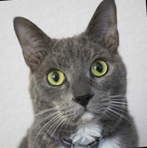 Winston , ADOPTABLE, Senior Male Domestic Short Hair.