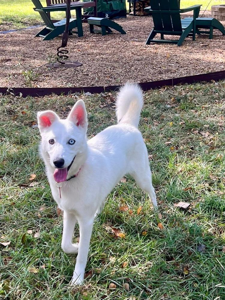 25-002 Ida Belle, Adoptable, Adult Female Siberian Husky & German Shepherd Dog.