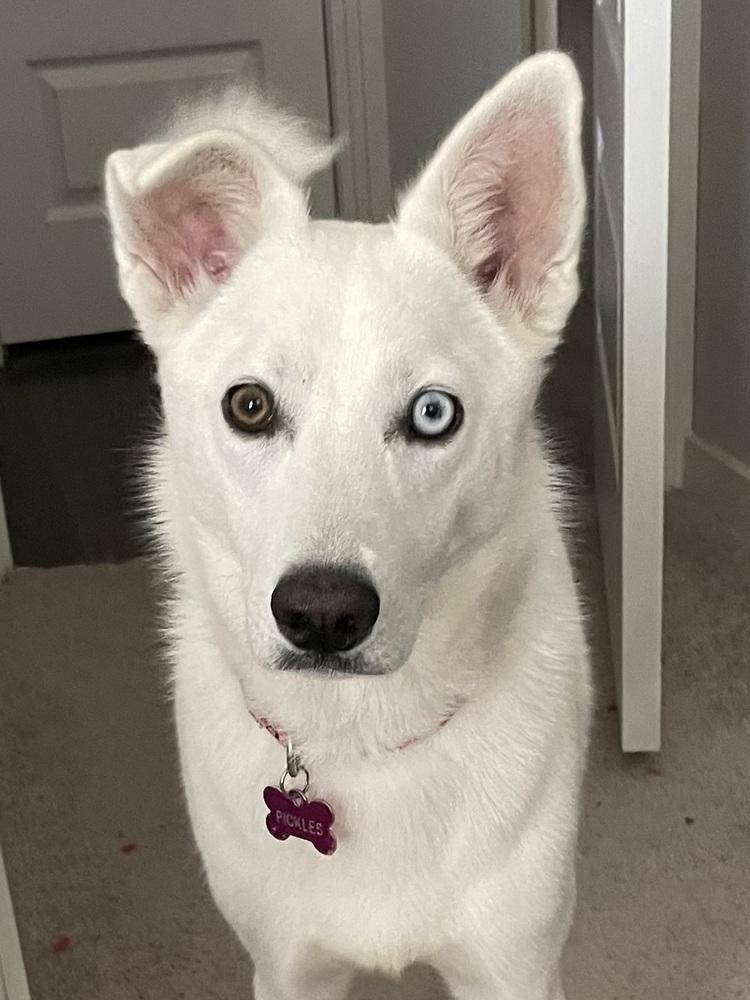 25-002 Ida Belle, Adoptable, Young Female Siberian Husky & German Shepherd Dog.