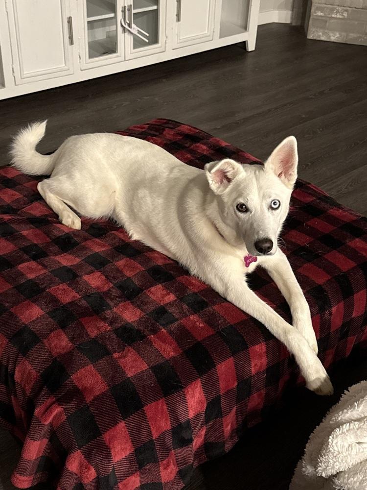 Enlarge 25-002 Ida Belle, a Adoptable mixed breed in Richardson, TX image 3/6