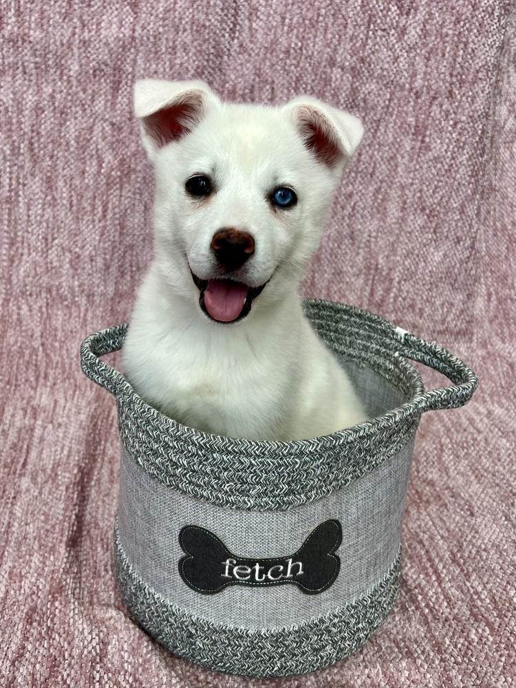 Enlarge 25-002 Ida Belle, a Adoptable mixed breed in Richardson, TX image 5/6