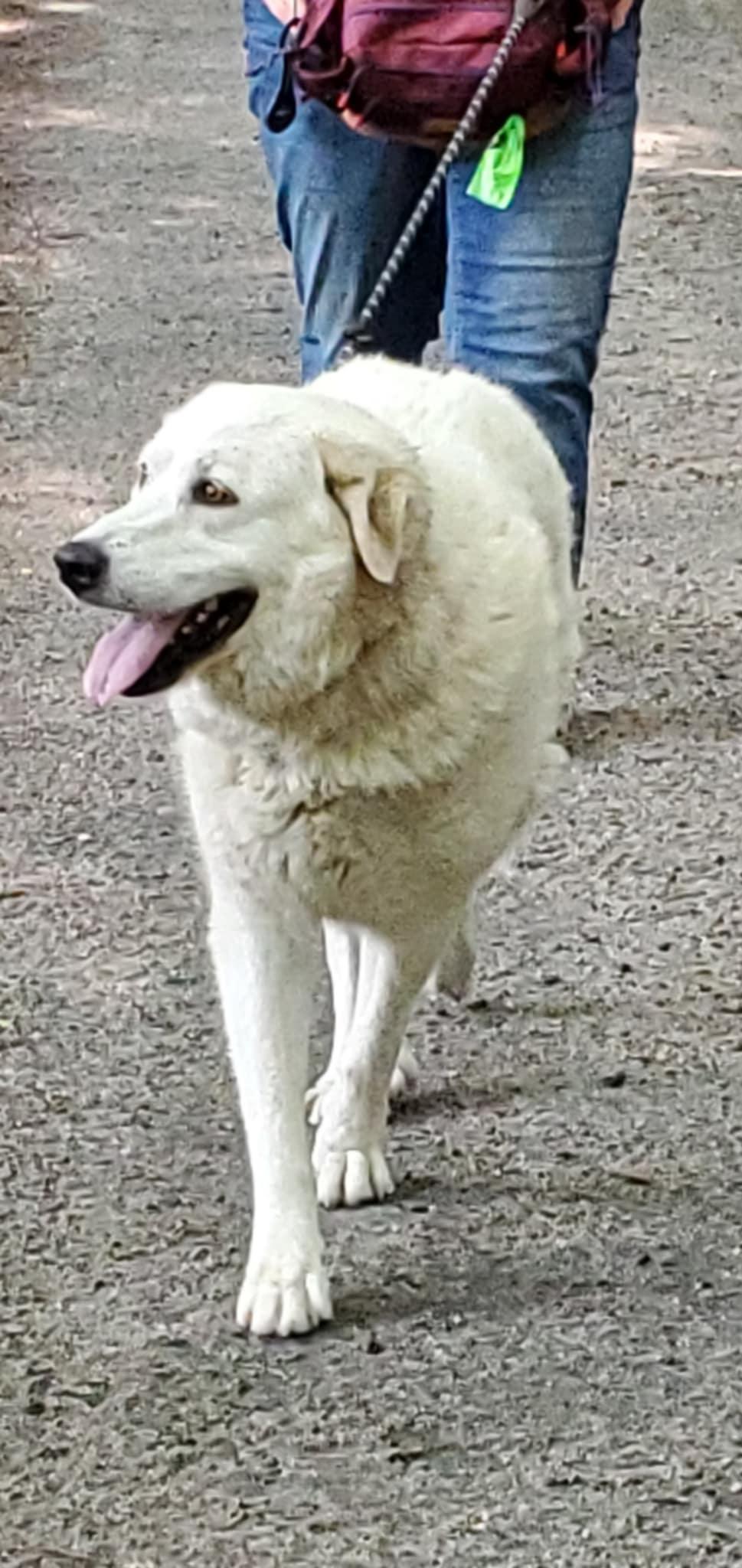 Bailey- in New England, Adoptable, Adult Female Great Pyrenees.