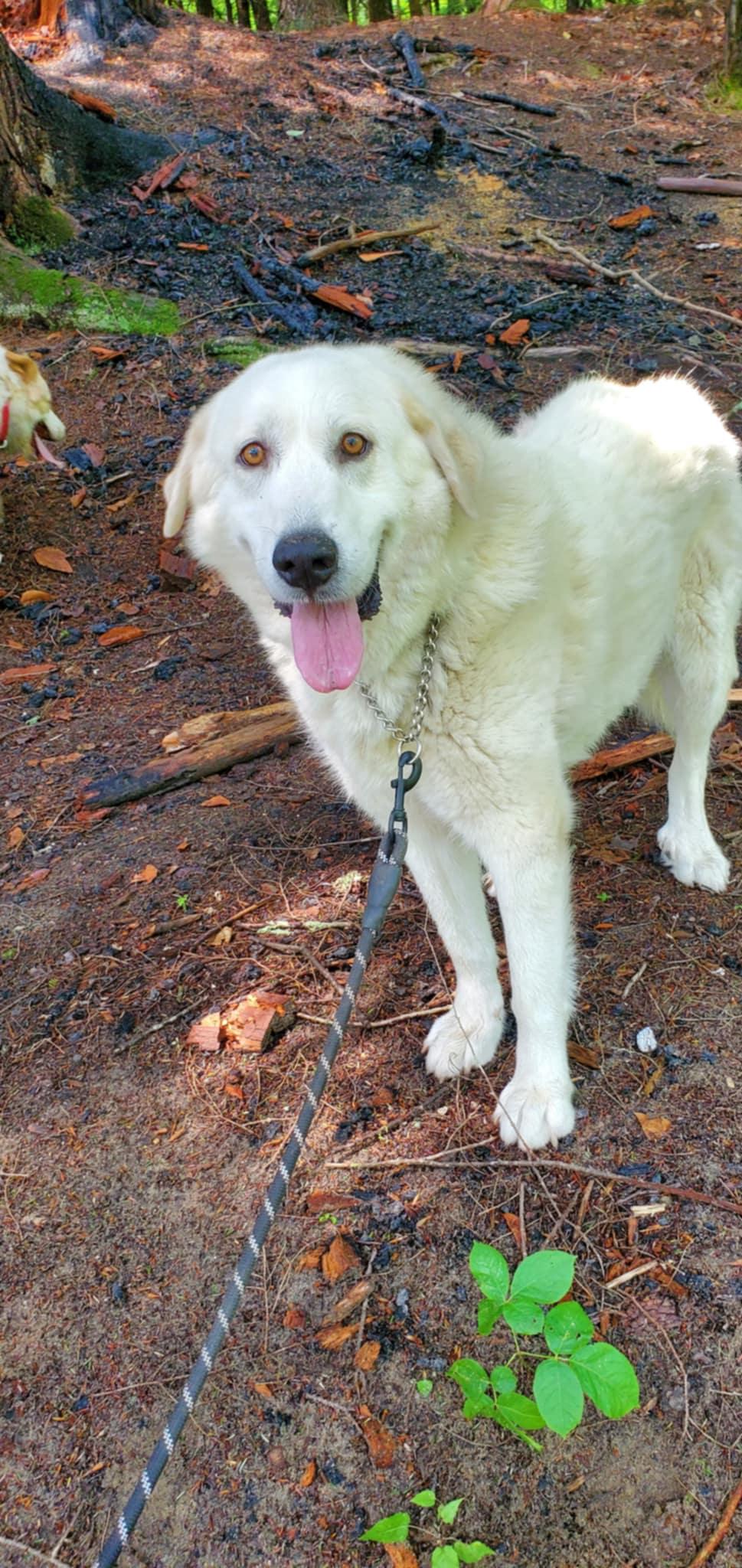 Bailey- in New England, Adoptable, Adult Female Great Pyrenees.