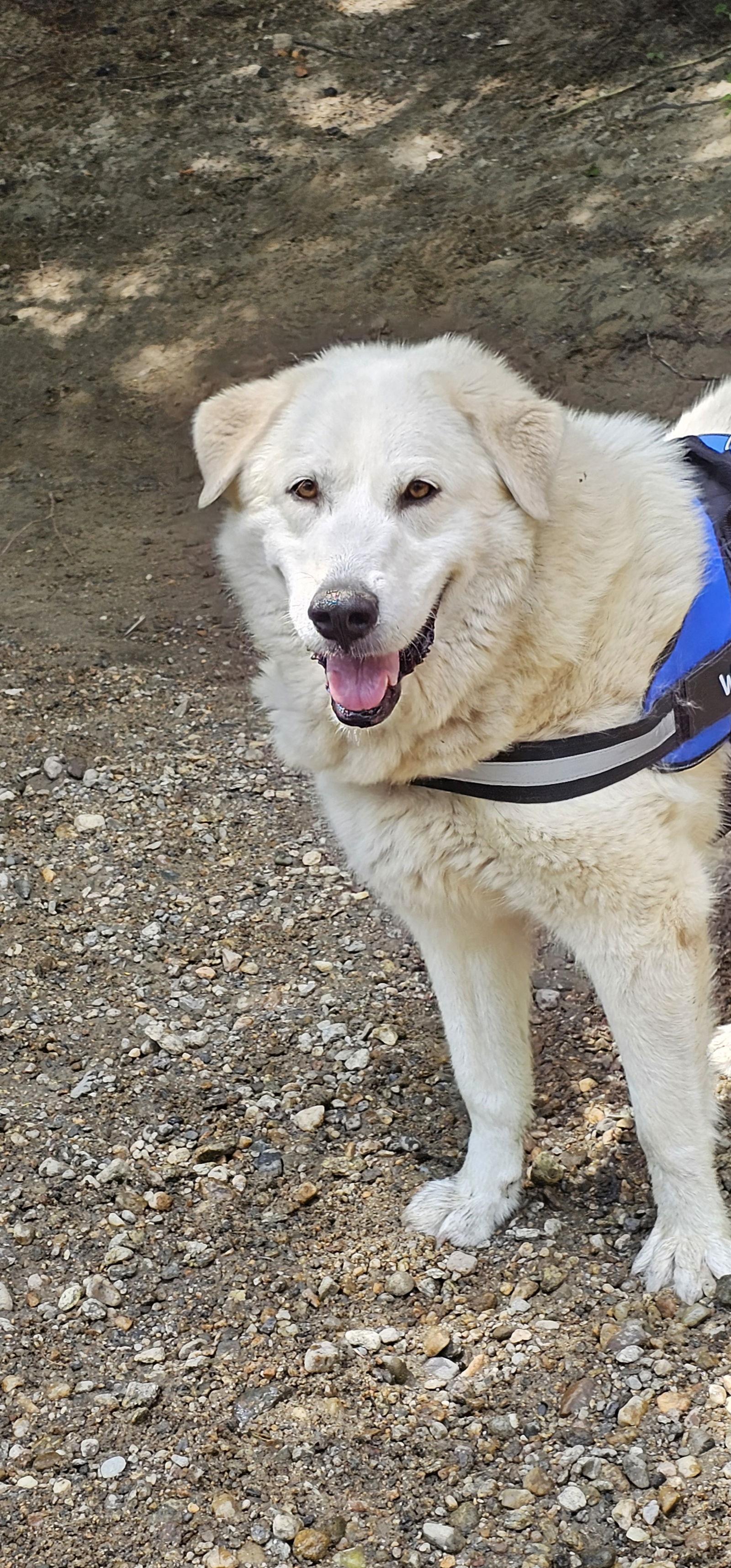 Bailey- in New England, a Adoptable Great Pyrenees in Croydon, NH image 3/3