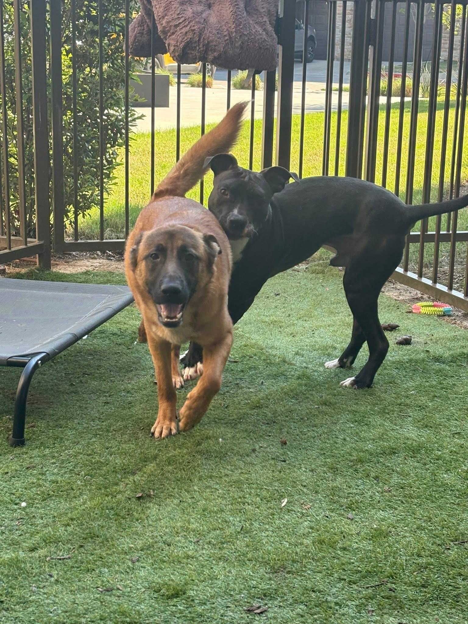 Enlarge Vinny, an adopted mixed breed in Keller, TX image 2/6