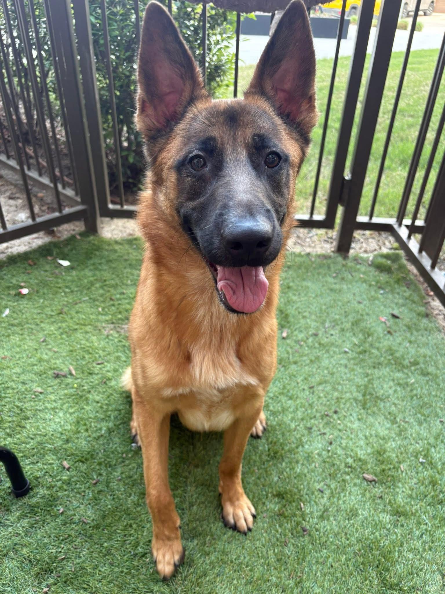 Vinny, adopted, Young Male German Shepherd Dog & Belgian Shepherd / Malinois.