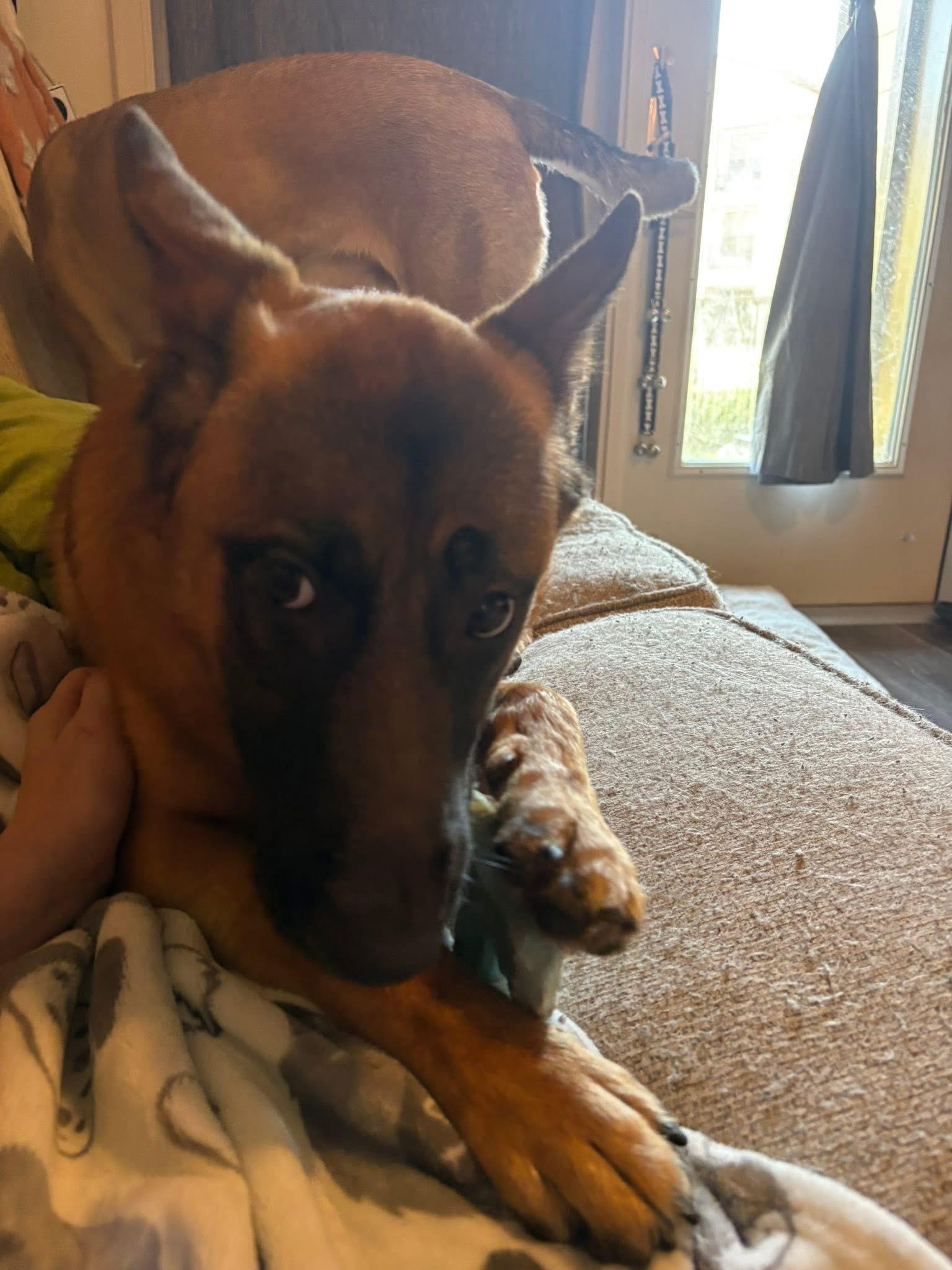 Enlarge Vinny, an adopted mixed breed in Keller, TX image 6/6