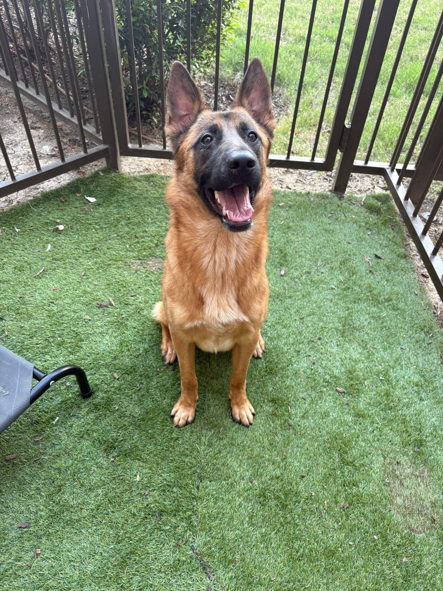 Enlarge Vinny, an adopted mixed breed in Keller, TX image 3/6