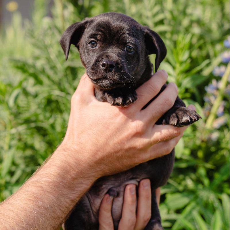 Alfalfa, ADOPTABLE, Puppy Male Mixed Breed.