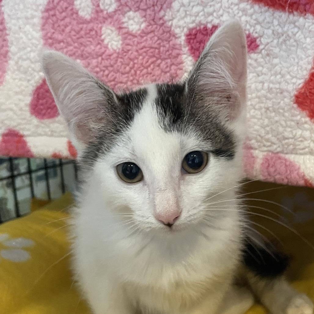 Cupie, Adoptable, Kitten Female Domestic Short Hair.