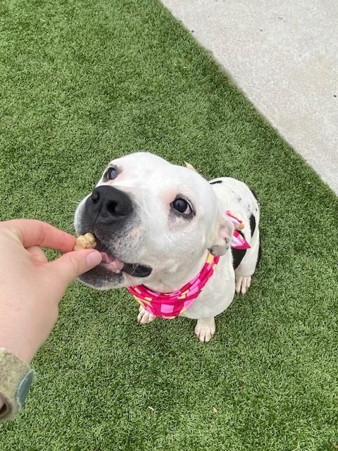 Enlarge Doechii, a ADOPTABLE mixed breed in Fayetteville, AR image 5/6