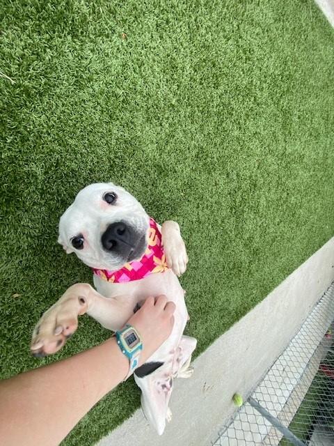 Enlarge Doechii, a ADOPTABLE mixed breed in Fayetteville, AR image 4/6