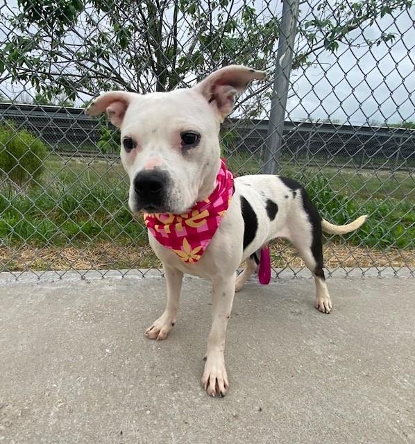 Enlarge Doechii, a ADOPTABLE mixed breed in Fayetteville, AR image 1/6