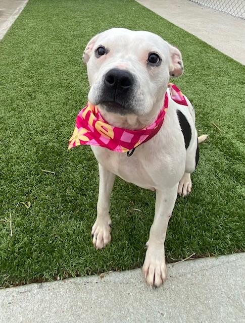 Enlarge Doechii, a ADOPTABLE mixed breed in Fayetteville, AR image 3/6