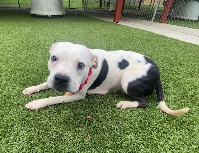 Enlarge Doechii, a ADOPTABLE mixed breed in Fayetteville, AR image 2/6