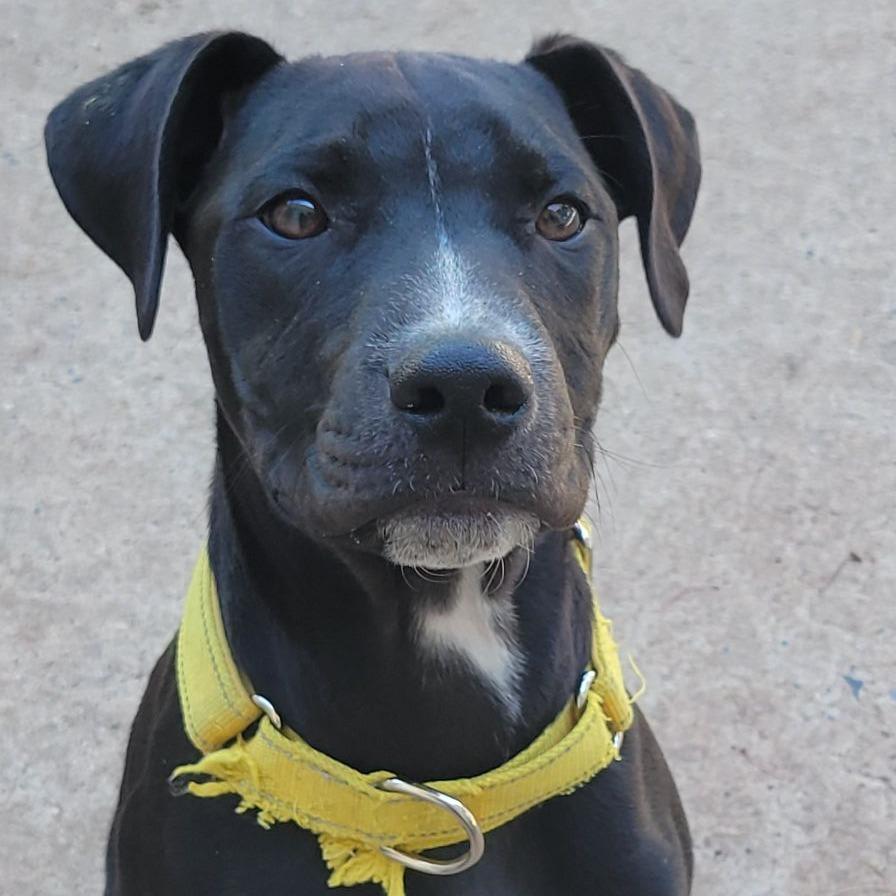 Wookie, Adoptable, Puppy Male Pit Bull Terrier & Labrador Retriever.