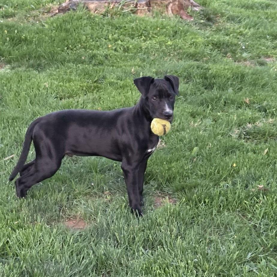 Enlarge Wookie, a Adoptable mixed breed in Staten Island, NY image 2/4