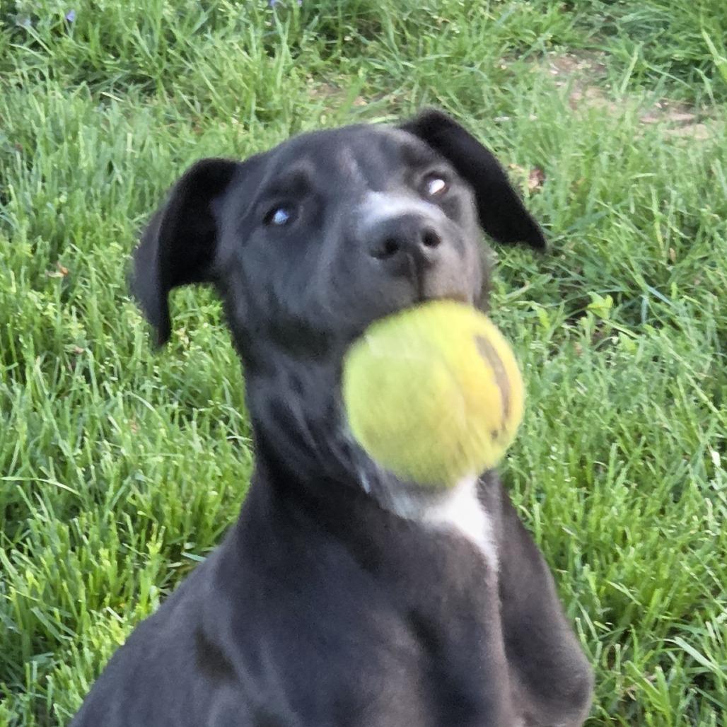 Enlarge Wookie, a Adoptable mixed breed in Staten Island, NY image 3/4