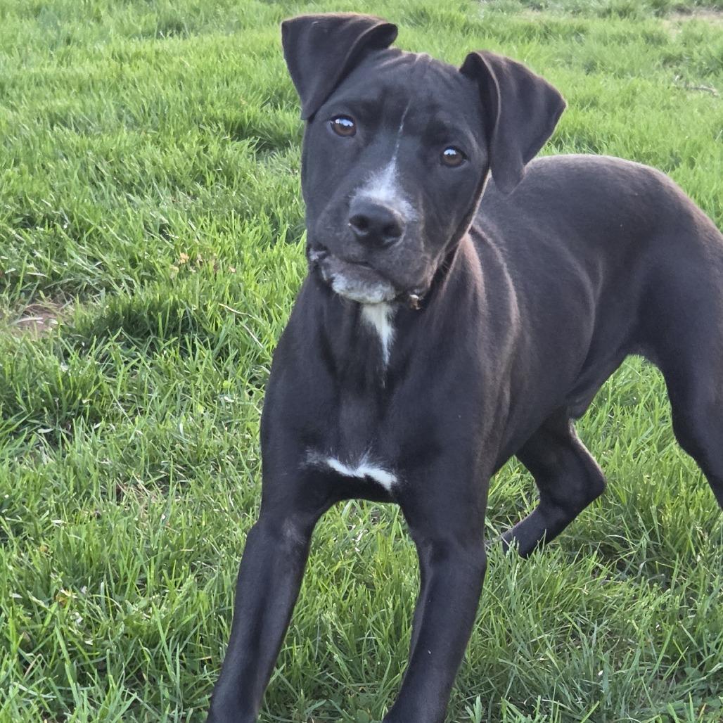 Enlarge Wookie, a Adoptable mixed breed in Staten Island, NY image 4/4