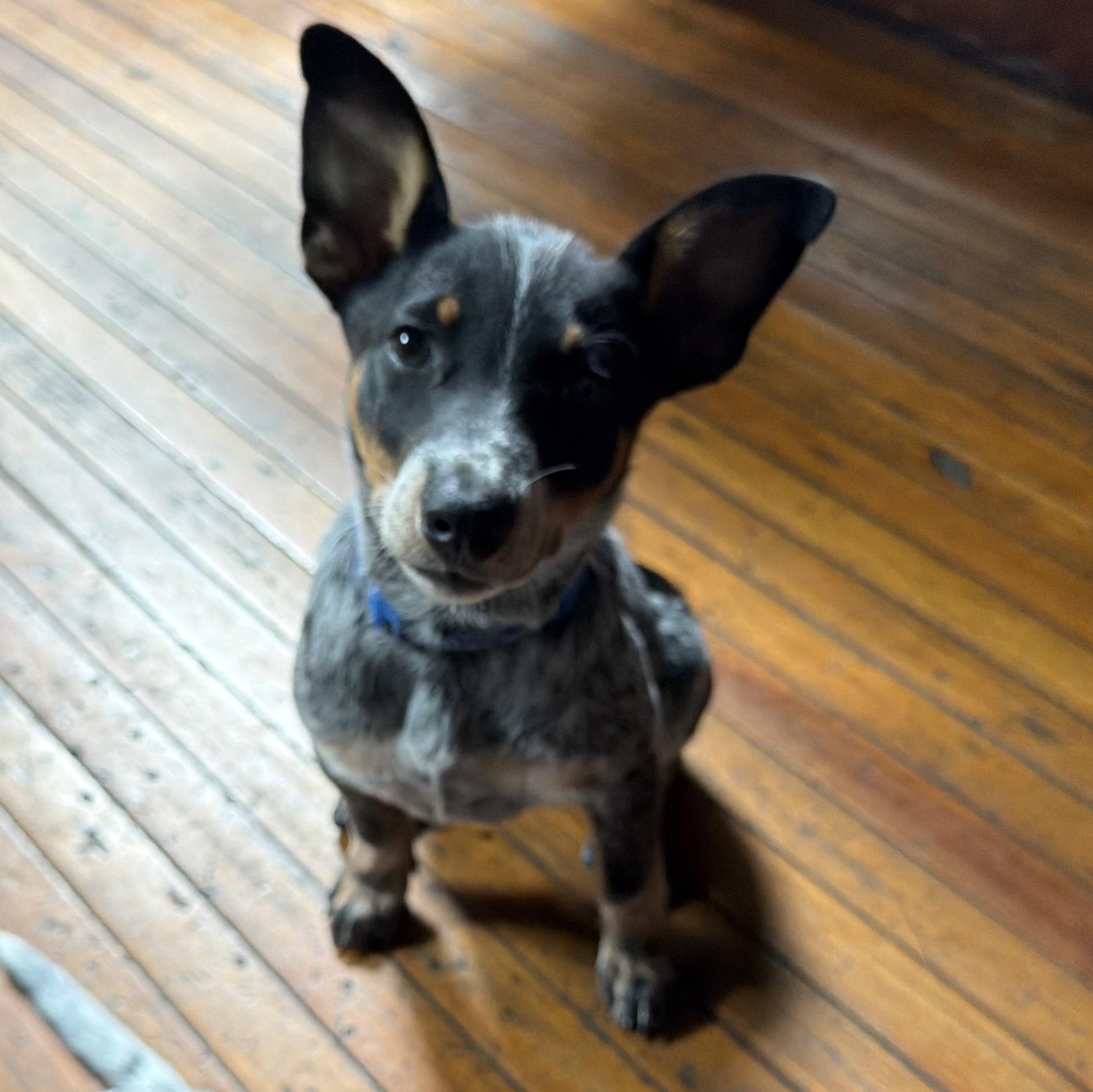 Daisy, a Adoptable mixed breed in Richmond, VA image 3/3