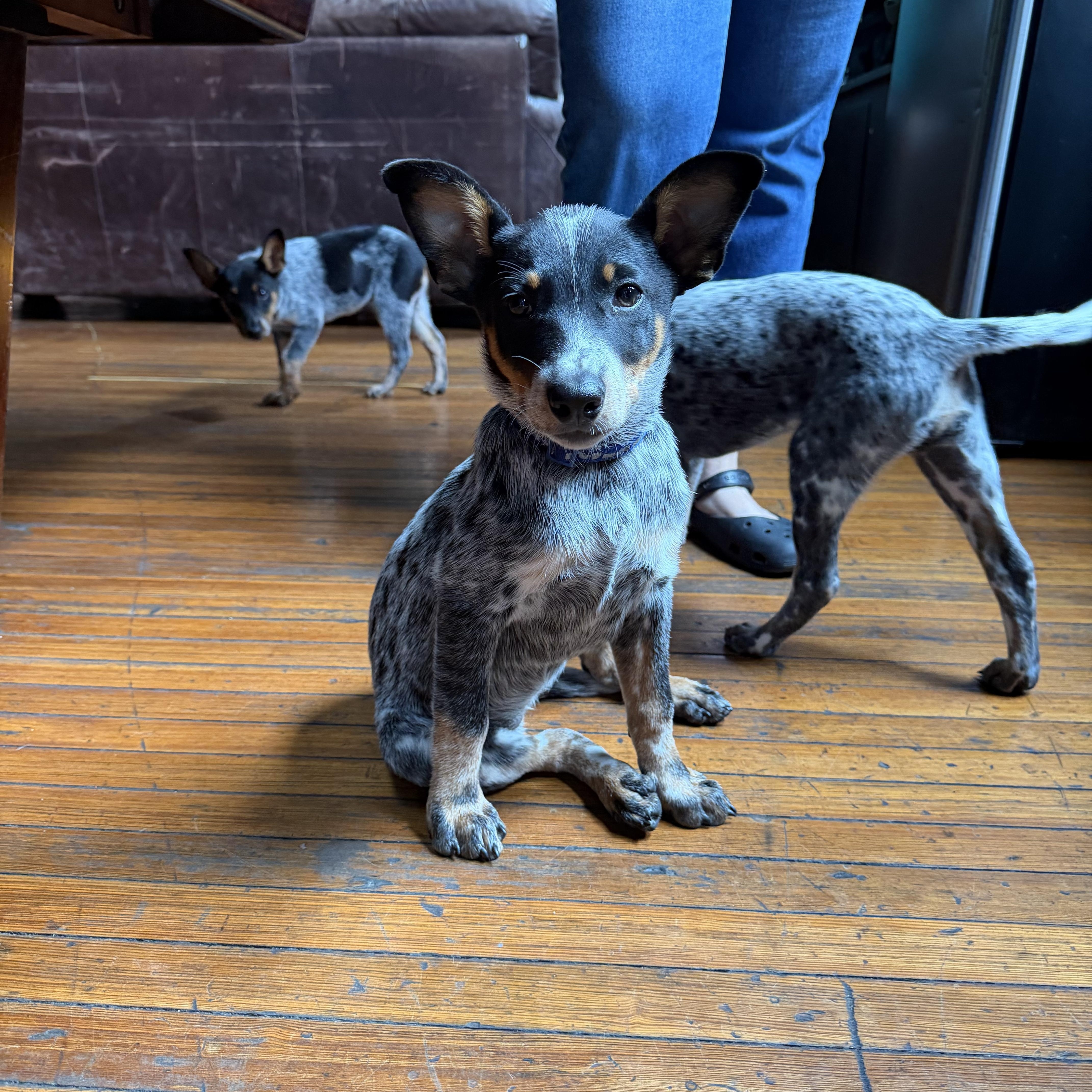 Daisy, a Adoptable mixed breed in Richmond, VA image 2/3